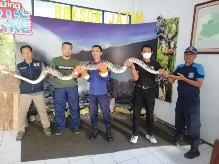 Petugas Damkar Banyuwangi menangkap ular piton yang masuk ke perkampungan, Kamis (7/9/2023). (foto/ist)