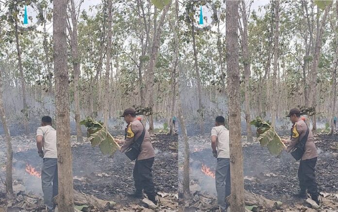 Hutan jati di Desa Purwoagung, Kecamatan Tegaldlimo, Banyuwangi terbakar, Jumat (22/9/2023). (foto/ist)