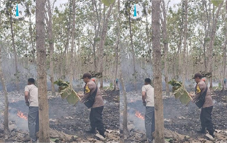 Hutan jati di Desa Purwoagung, Kecamatan Tegaldlimo, Banyuwangi terbakar, Jumat (22/9/2023). (foto/ist)