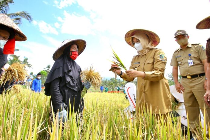 Stok beras di Banyuwangi masih aman di masa musim kemarau. (foto/ist)