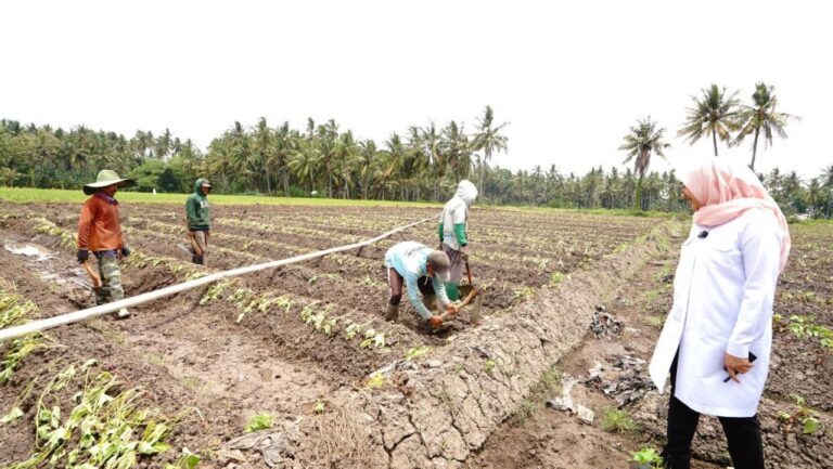 Bupati Banyuwangi mengecek pasokan air persawahan di Banyuwangi yang mulai berkurang seiring musim kemarau, Rabu (1/11/2023). (foto/ist)
