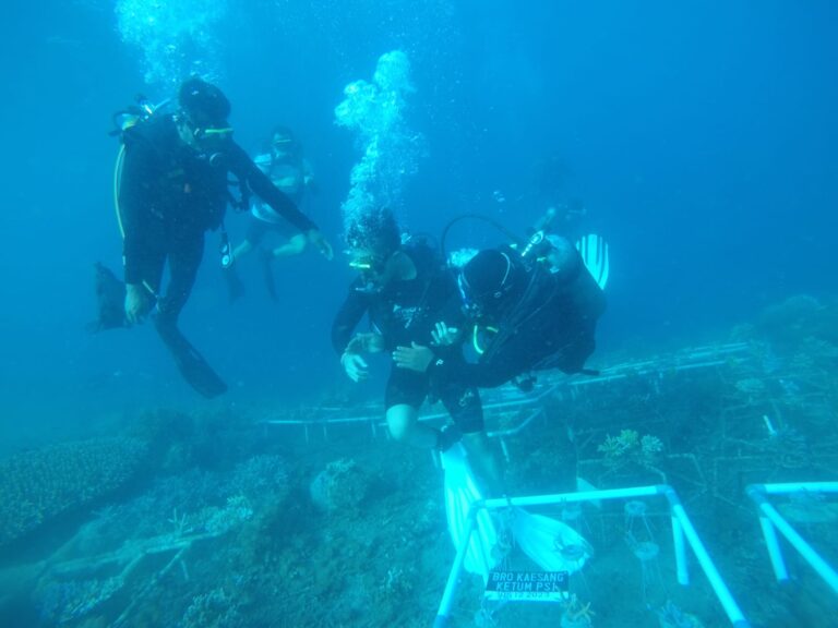 Safari ke Banyuwangi, Ketum PSI Kaesang Tanam Terumbu Karang di Selat Bali 