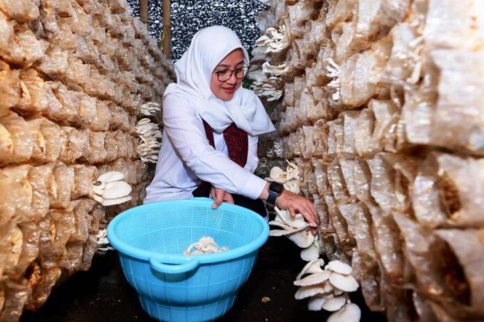 Bupati Ipuk Fiestiandani memanen jamur di kampung jamur Dusun Glowong, Desa Wringinagung, Kecamatan Gambiran. (Foto/ist)