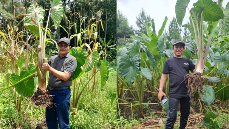 Program Kemitraan Green Property Dorong UMKM Tingkatkan Ekspor Talas