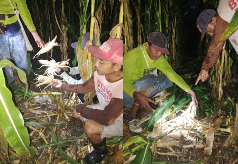 Petani di Desa Kedungasri, Kecamatan Tegaldlimo, Banyuwangi menunjukkan lahan jagung yang dirusak babi hutan. (Foto/ist)
