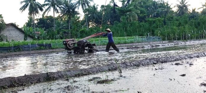 Petani di Sempu, Banyuwangi sedang membajak sawahnya, belum lama ini. (Foto/ist)