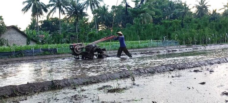 Petani di Sempu, Banyuwangi sedang membajak sawahnya, belum lama ini. (Foto/ist)