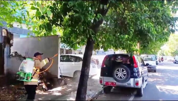 Petugas Damkarmat Banyuwangi menyemprotkan cairan pembasmi hama ulat bulu, Sabtu (13/4/2024). (Foto/Dok.Damkarmat Banyuwangi)