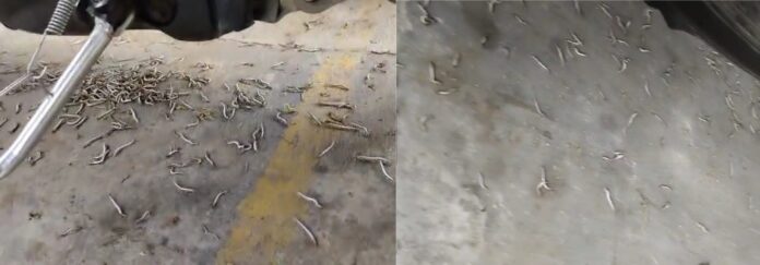 Serangan ulat bulu menyerang Kecamatan Rogojampi, Banyuwangi. (Foto/Dok.Damkarmat Banyuwangi)