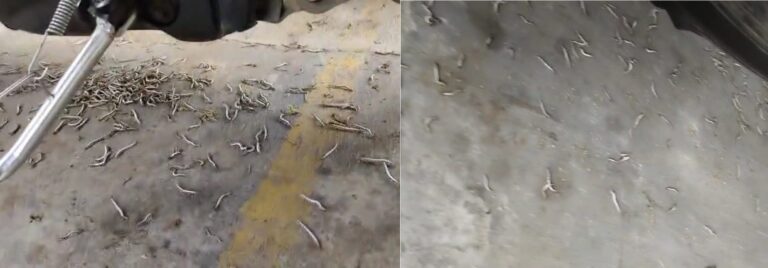 Serangan ulat bulu menyerang Kecamatan Rogojampi, Banyuwangi. (Foto/Dok.Damkarmat Banyuwangi)