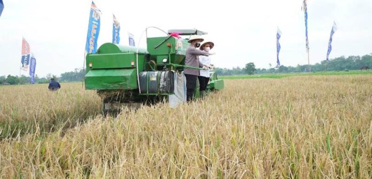 Panen raya padi mulai dilakukan petani di Banyuwangi. (Foto/dok)