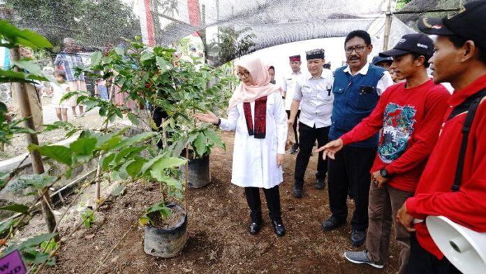 Bupati Banyuwangi Ipuk Fiestiandani melihat potensi perkebunan kopi di Desa Banyuanyar, Kecamatan Kalibaru, Rabu (8/5/2024). (Foto/Humas Pemkab Banyuwangi)